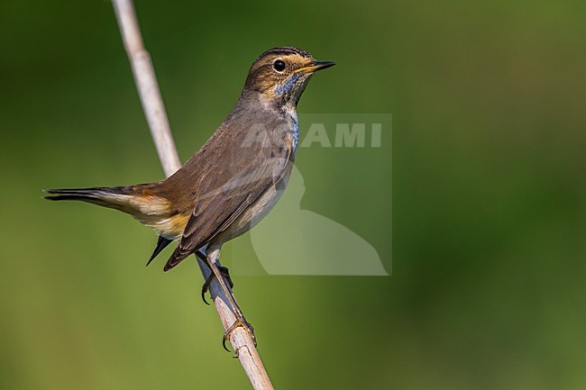 Blauwborst in winterkleed, White-spotted Bluethroat in winterplumage stock-image by Agami/Daniele Occhiato,