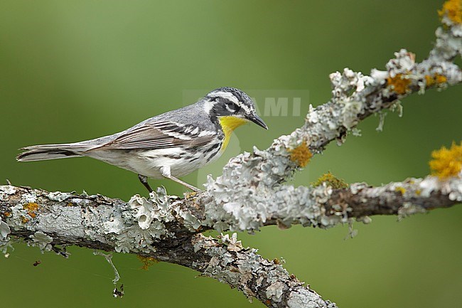 Adult  Yellow-throated Warbler (Setophaga dominica)
Galveston Co., TX
April 2017 stock-image by Agami/Brian E Small,