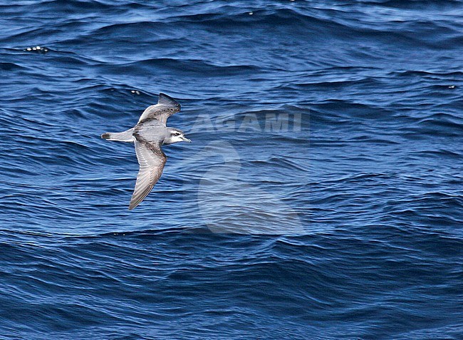 Antarctische Prion (Pachyptila desolata) flying over the sea near Antarctica. stock-image by Agami/Pete Morris,