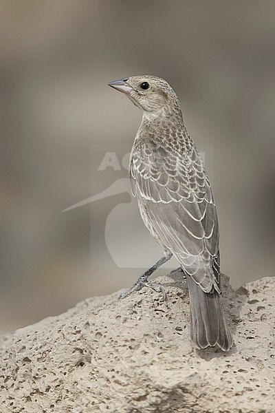 Juvenile Brown-headed Cowbird (Molothrus ater) standing erect on a rock in Lake County, Oregon in late summer. stock-image by Agami/Brian E Small,