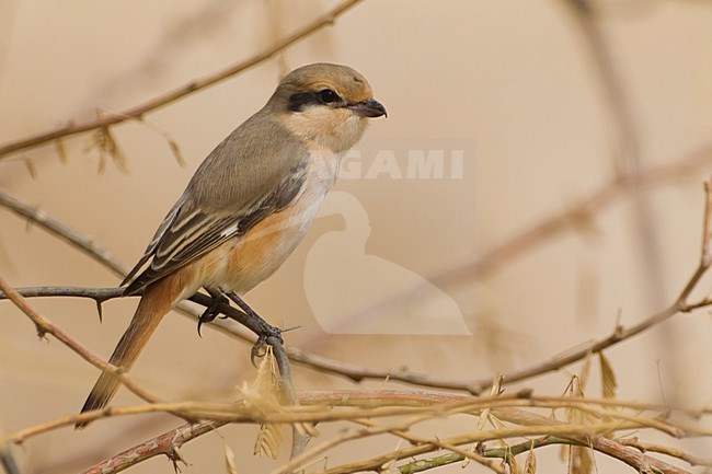 Daurische Klauwier; Daurian Shrike stock-image by Agami/Daniele Occhiato,