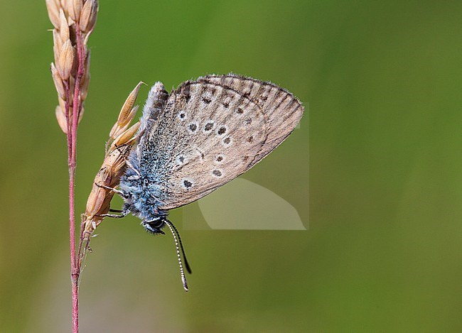 Gentiaanblauwtje, Alcon Blue, Phengaris alcon stock-image by Agami/Wil Leurs,