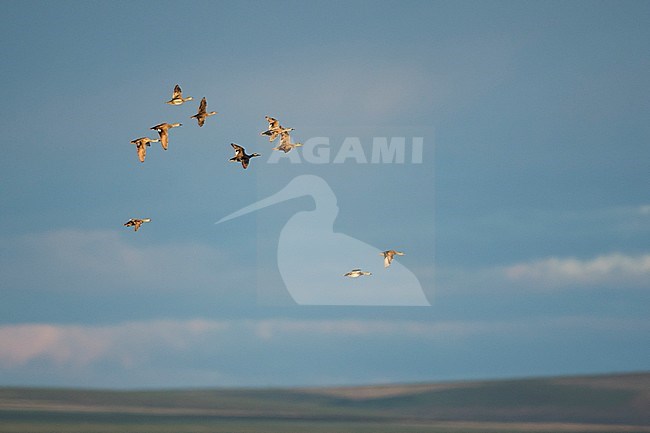 Gadwall - Schnatterente - Anas streperea, Russia (Baikal) stock-image by Agami/Ralph Martin,