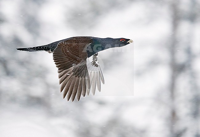 Male Western Capercaillie (Tetrao Urogallus) in flight in snow covered forest near Salla in Finland. stock-image by Agami/Markus Varesvuo,