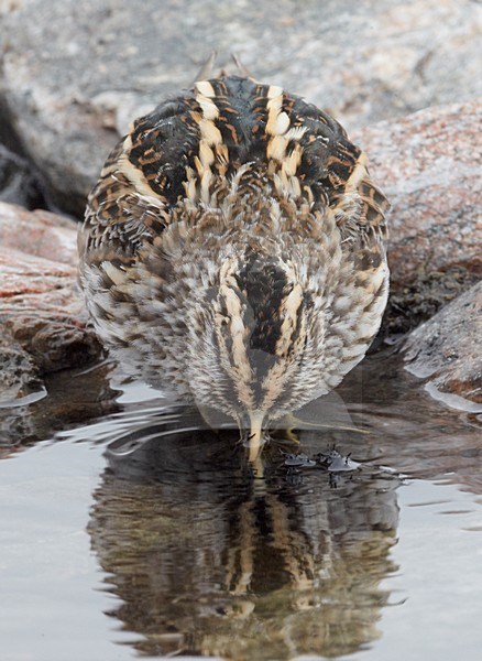 Bokje; Jack Snipe stock-image by Agami/Markus Varesvuo,