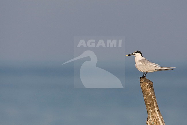 Amerikaanse Grote stern, Cabot's Tern stock-image by Agami/Wil Leurs,