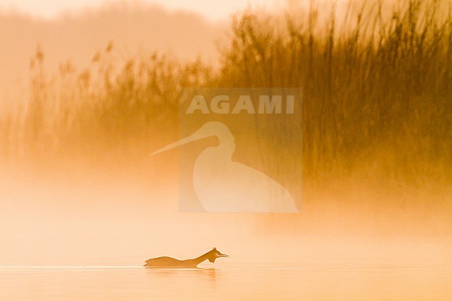 Fuut; Great Crested Grebe; Podiceps cristatu adult on mist lake calling stock-image by Agami/Menno van Duijn,