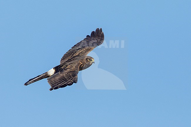 Immature Northern Harrier (Circus hudsonius) in flight during autumn in Texas, USA. stock-image by Agami/Brian E Small,