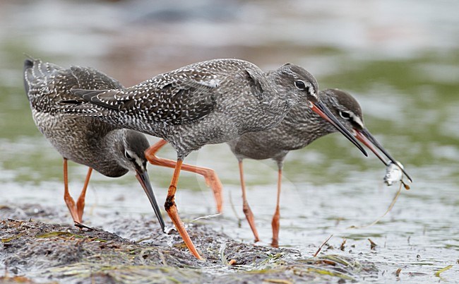 Juveniele Zwarte Ruiter; Juvenile Spotted Redshank stock-image by Agami/Markus Varesvuo,