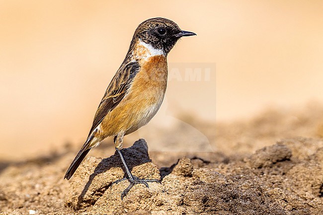 Adult winter plumage European Stonechat sitting on the ground in Al Abraq, Kuwait. January 3, 2011. stock-image by Agami/Vincent Legrand,