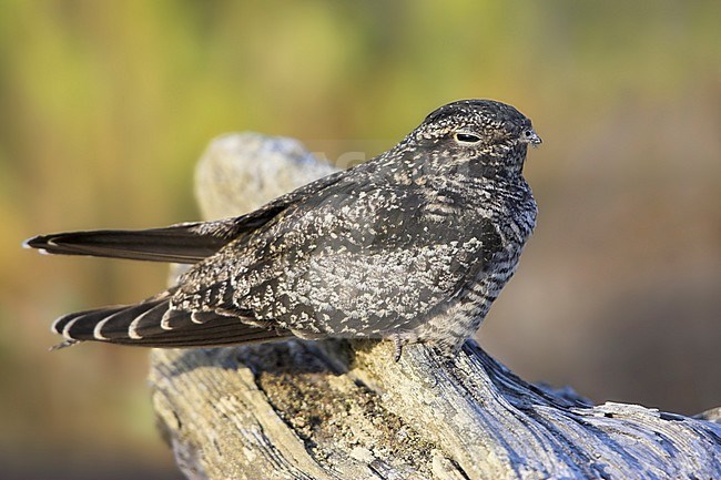 Common Nighthawk (Chordeiles minor) perched on driftwood in Victoria, BC, Canada. stock-image by Agami/Glenn Bartley,