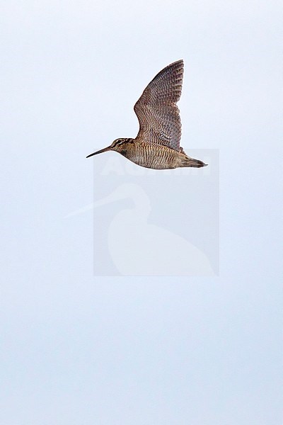 Eurasian Woodcock (Scolopax rusticola) in flight over Helgoland, Germany, during autumn migration. Showing under wing. stock-image by Agami/Harvey van Diek,