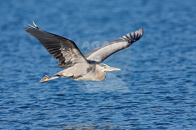 Volwassen Amerikaanse Blauwe Reiger, Adult Great Blue Heron stock-image by Agami/Glenn Bartley,