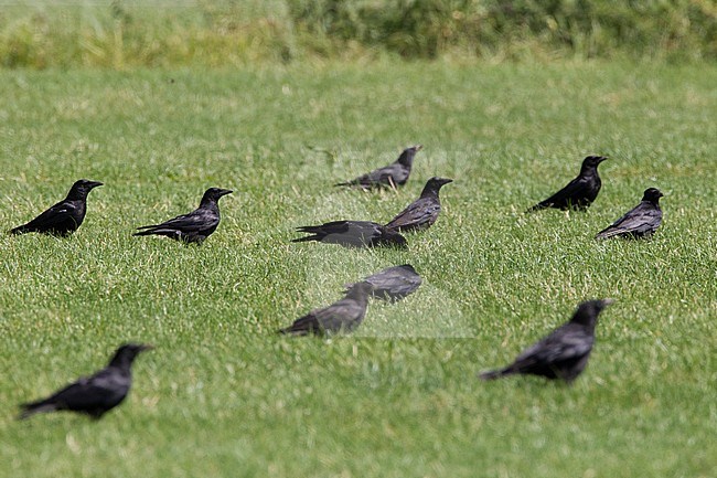 Group of Carrion Crows (Corvus corone) in the Netherlands. stock-image by Agami/Harvey van Diek,