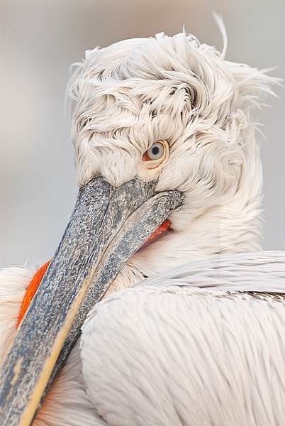 Dalmatian Pelican (Pelecanus crispus) at Lake Kerkini, Greece. stock-image by Agami/Bence Mate,