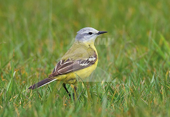 Male Channel wagtail (flava x flavissima intergrade), Cley, Norfolk, during spring migration. stock-image by Agami/Steve Gantlett,