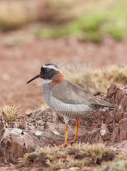 Adult Diademed sandpiper-plover (Phegornis mitchellii) in high Andes of central Peru. stock-image by Agami/Marc Guyt,