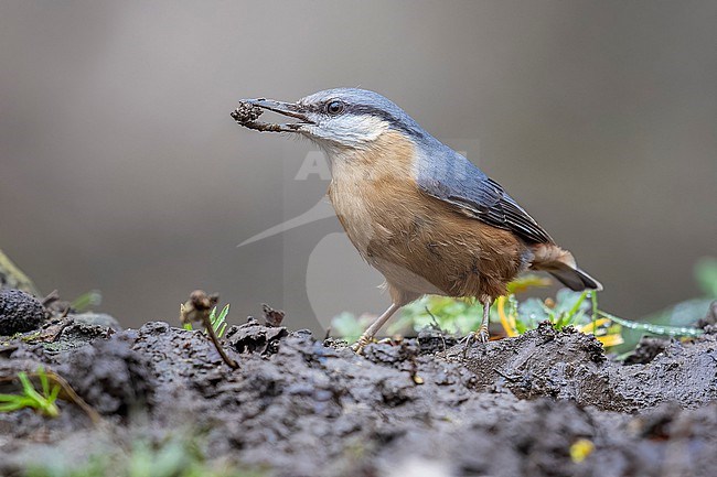 Adult Caspian Wood Nuthatch (Sitta europaea rubiginosa) perched on the mud collecting material for its nest in Khanbulan Lakeside Walking Park, Azerbijan. stock-image by Agami/Vincent Legrand,