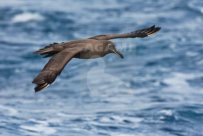 Zwarte Albatros in vlucht; Sooty Albatros in flight stock-image by Agami/Marc Guyt,