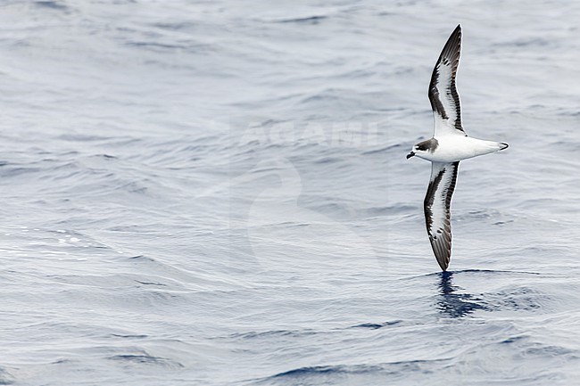 Bermuda Petrel, Pterodroma cahow, off the coast near the colony on Nonsuch island, Bermuda. Bird in flight. stock-image by Agami/Marc Guyt,