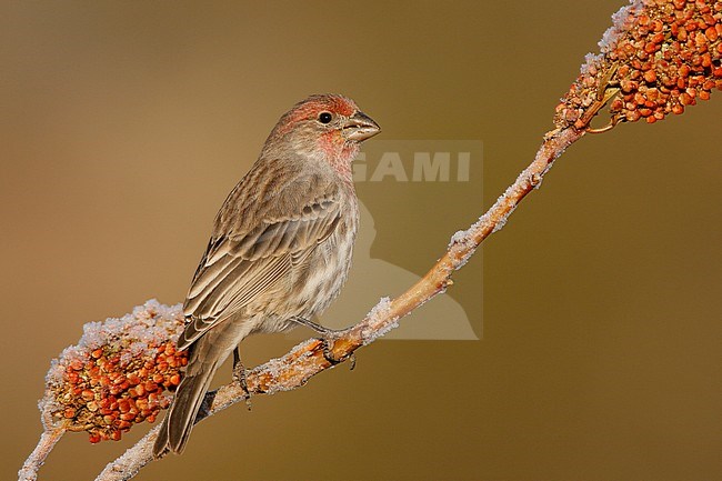 Adult male
Los Alamos Co., NM
December 2008 stock-image by Agami/Brian E Small,