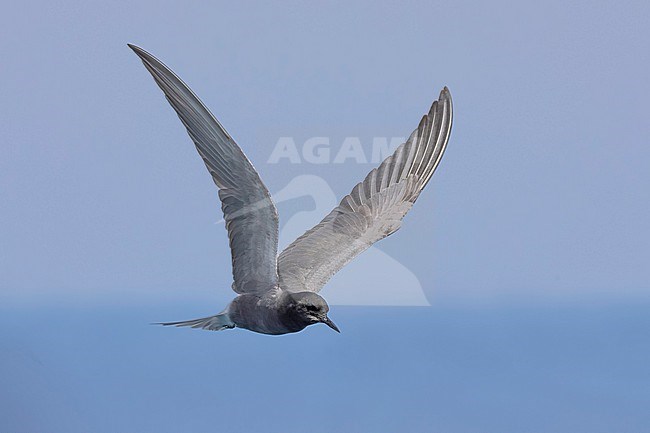 Adult Eurasian Black Tern (Chlidonias niger) in flight in Italy. stock-image by Agami/Daniele Occhiato,