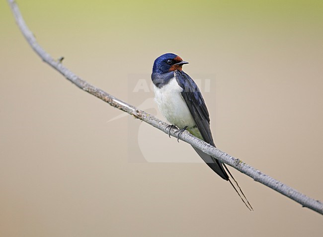 Boerenzwaluw in zit; Barn Swallow perched stock-image by Agami/Markus Varesvuo,