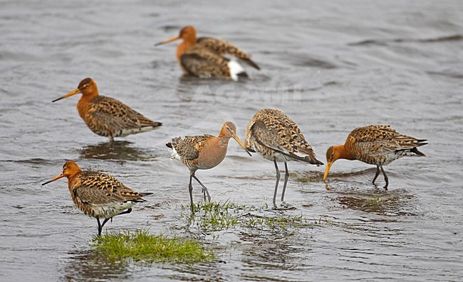 Black-tailed Godwit group in water summerplumage; Grutto groep in water zomerkleed stock-image by Agami/Markus Varesvuo,