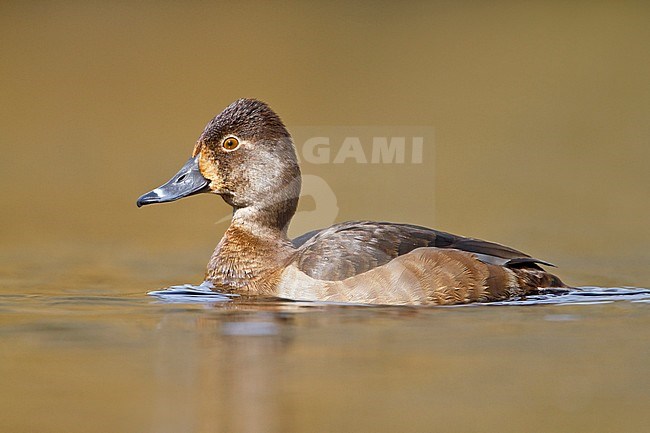 Ring-necked Duck (Aythya collaris) swimming on a pond near Victoria, BC, Canada. stock-image by Agami/Glenn Bartley,