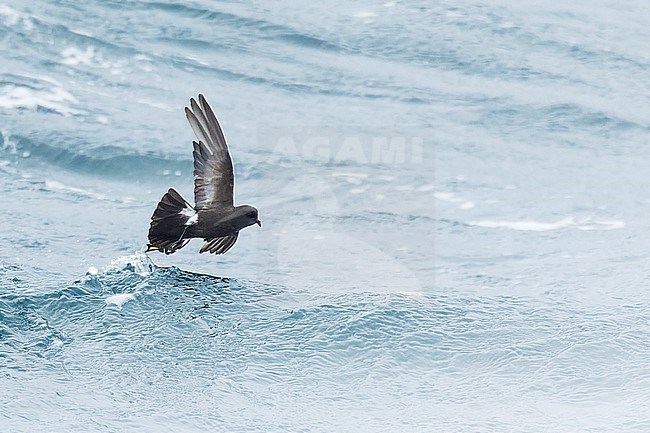 Fuegian Storm Petrel (Oceanites (oceanicus) chilensis) in southern Argentina. stock-image by Agami/Martijn Verdoes,