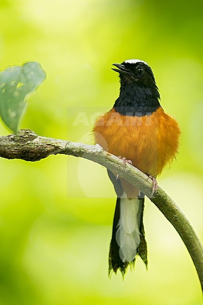 White-crowned Shama (Copsychus stricklandii) Perched on a branch in Borneo stock-image by Agami/Dubi Shapiro,