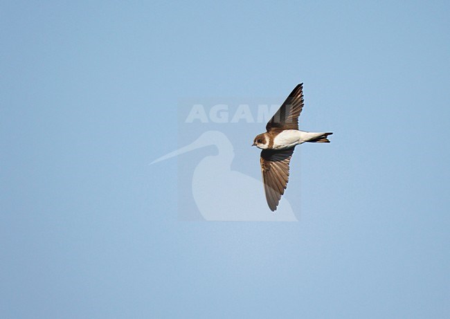 Vliegende Oeverzwaluw in onderaanzicht;Flying Sand Martin stock-image by Agami/Ran Schols,