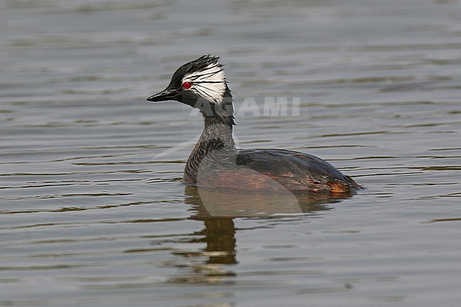 White-tufted Grebe (Rollandia rolland) at Mejia Wetlands, Peru. stock-image by Agami/Tom Friedel,