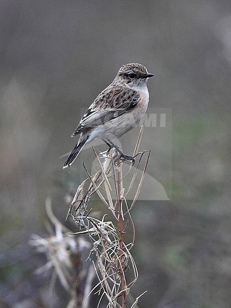 First-winter Siberian Stonechat (Saxicola maurus) perched on dead grass. stock-image by Agami/Andy & Gill Swash ,