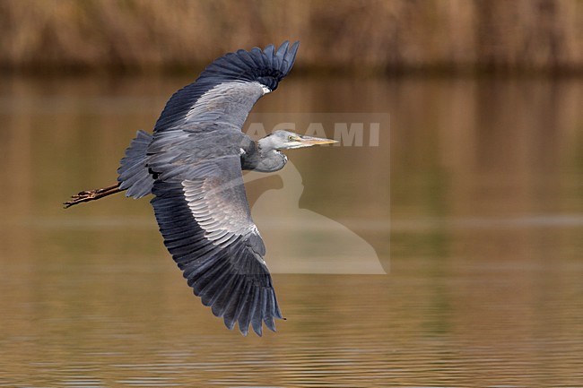 Blauwe Reiger, Grey Heron; Ardea cinerea stock-image by Agami/Daniele Occhiato,