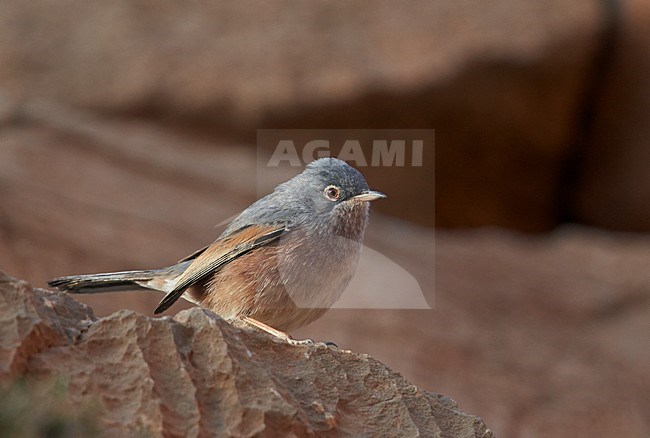 Male Tristram's Warbler (Curruca deserticola) perched on the ground. stock-image by Agami/Markus Varesvuo,