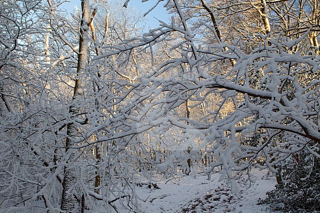 Besneeuwde bomen, Trees with snow stock-image by Agami/Roy de Haas,