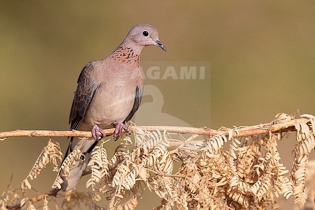 Laughing Dove (Streptopelia senegalensis cambayensis), adult perched on a branch, Dhofar, Oman stock-image by Agami/Saverio Gatto,