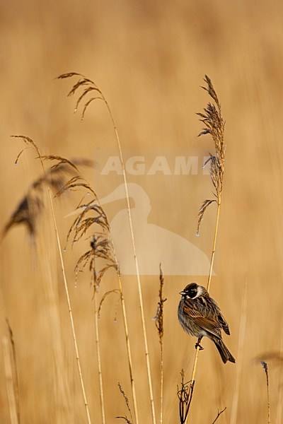 Volwassen mannetje Rietgors; Adult male Reedbunting stock-image by Agami/Menno van Duijn,