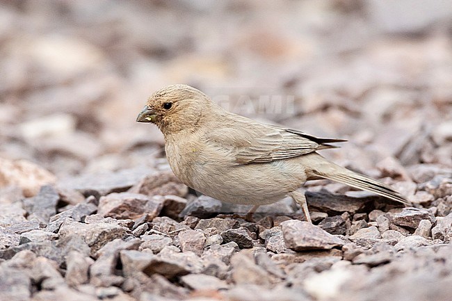 Female Sinai Rosefinch (Carpodacus synoicus) foraging on the ground in a desert canyon near Eilat, Israel stock-image by Agami/Marc Guyt,