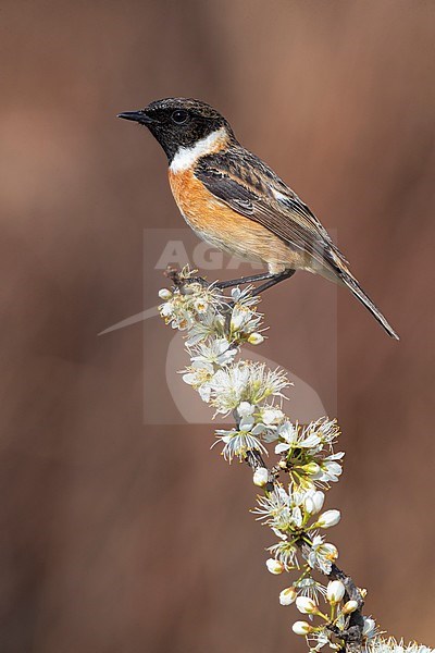 European Stonechat (Saxicola rubicola), side view of an adult male perched on a Blackthorn branch, Campania, Italy stock-image by Agami/Saverio Gatto,