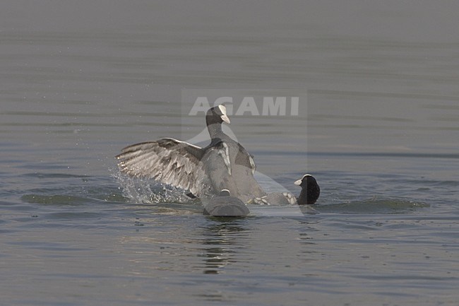 Eurasian Coot fighting in the water; Meerkoet vechtend op het water stock-image by Agami/Daniele Occhiato,