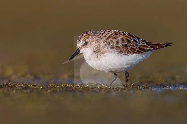 Migrant Little Stint (Calidris minuta) in Italy. stock-image by Agami/Daniele Occhiato,