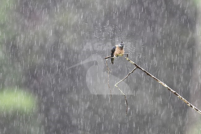 Whiskered Treeswift (Hemiprocne comata) perched in the poring rain in Danum valley, Sabah, Borneo, Malaysia. Shaking drops from its head. stock-image by Agami/James Eaton,