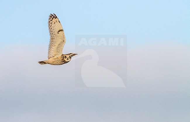 Velduil vliegend; Short-eared Owl flying stock-image by Agami/Menno van Duijn,
