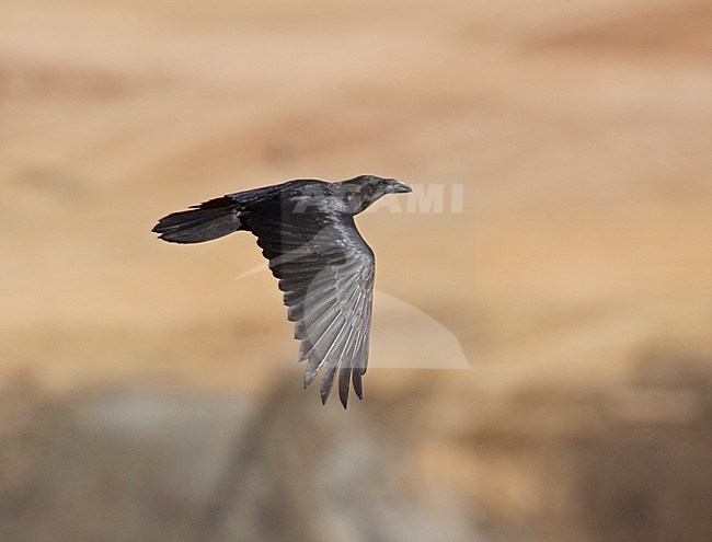 Bruinekraaf in de vlucht; Brown-necked Raven in flight stock-image by Agami/Markus Varesvuo,