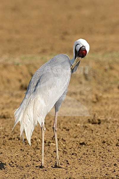 White-naped Crane standing and washing; Witnekkraanvogel staand en poetsend stock-image by Agami/Roy de Haas,