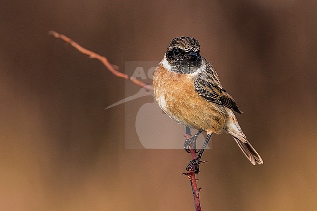 Wintering European Stonechat (Saxicola rubicola) in Italy. stock-image by Agami/Daniele Occhiato,