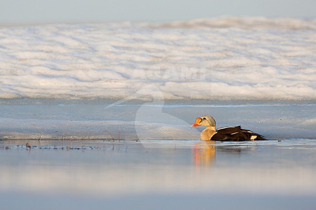 Koningseider op de toendra; King Eider at the tundra stock-image by Agami/Chris van Rijswijk,