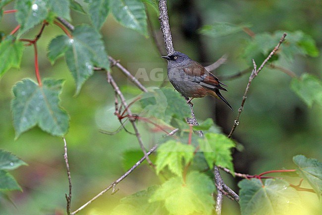 Maroon-backed accentor (Prunella immaculata) on Tibetan plateau, Qinghai, China. stock-image by Agami/James Eaton,